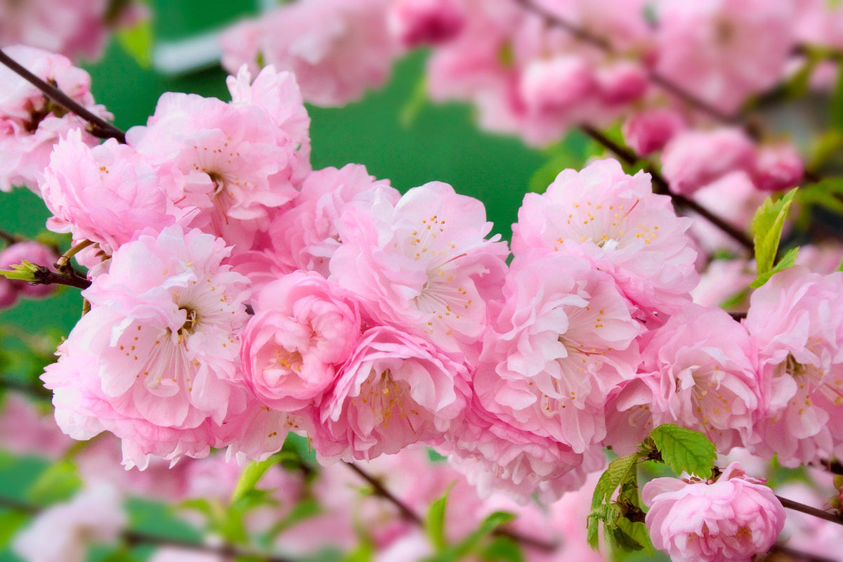 10 semillas de almendro en flor Prunus triloba, también conocido como ciruelo y rosal en flor, arbusto fragante de doble flor rosa.