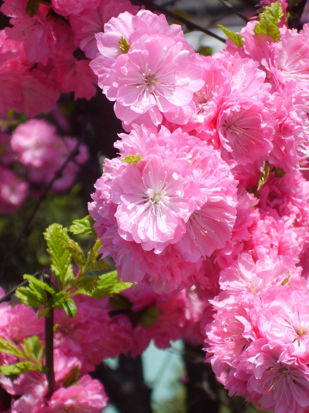 10 semillas de almendro en flor Prunus triloba, también conocido como ciruelo y rosal en flor, arbusto fragante de doble flor rosa.