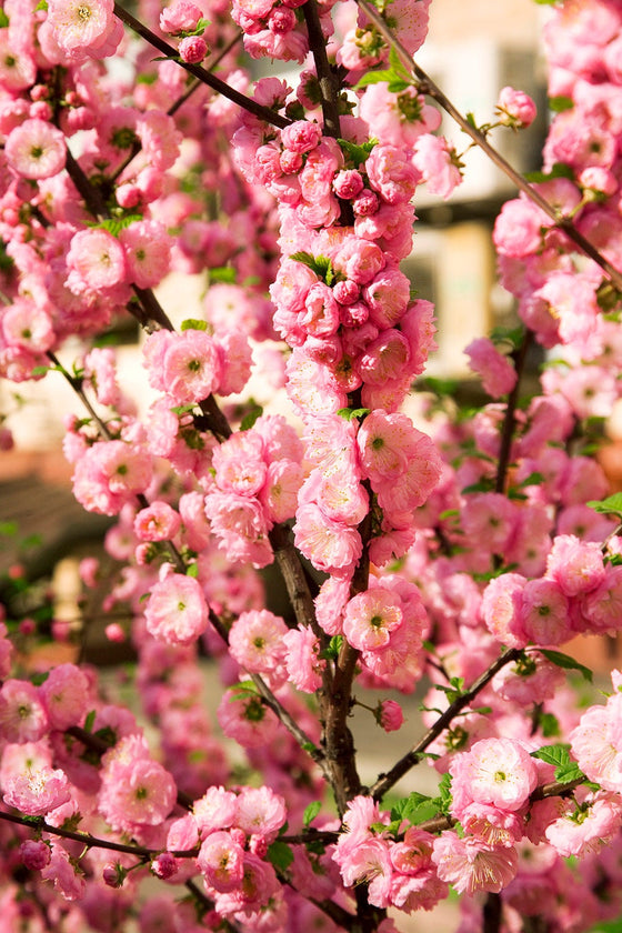 10 semillas de almendro en flor Prunus triloba, también conocido como ciruelo y rosal en flor, arbusto fragante de doble flor rosa.