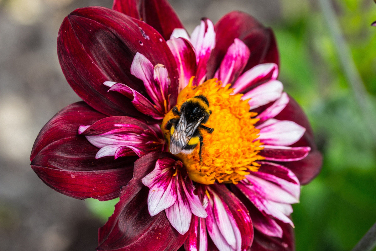 50 MIXED COLLARETTE DAHLIA Variabilis Two Tone Mix of Red Pink Purple White Yellow Maroon Peach Flower Seeds