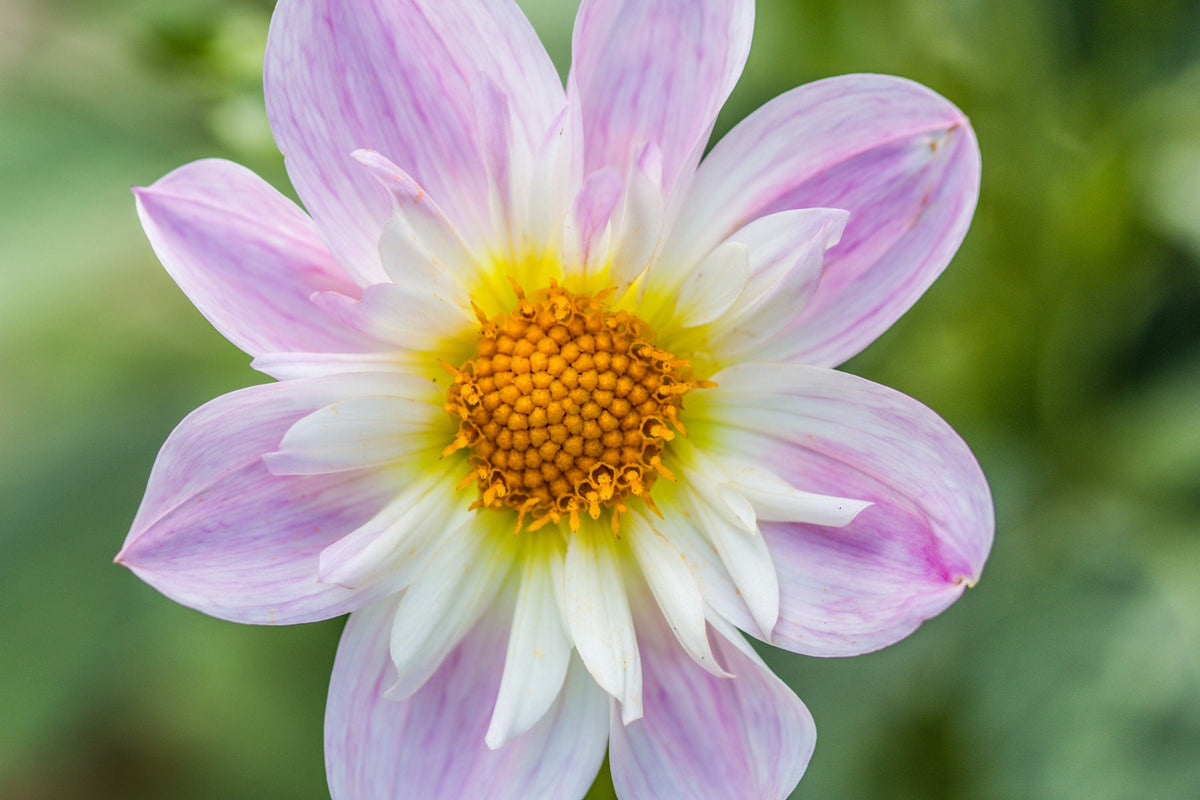 50 MIXED COLLARETTE DAHLIA Variabilis Two Tone Mix of Red Pink Purple White Yellow Maroon Peach Flower Seeds