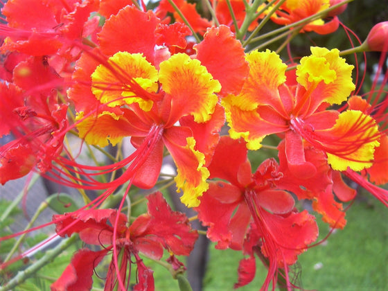 10 semillas de AVE ROJA DEL PARAÍSO Caesalpinia Pulcherrima, también conocida como Orgullo de Barbados, Poinciana enana, flor de pavo real