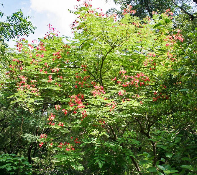 10 semillas de AVE ROJA DEL PARAÍSO Caesalpinia Pulcherrima, también conocida como Orgullo de Barbados, Poinciana enana, flor de pavo real