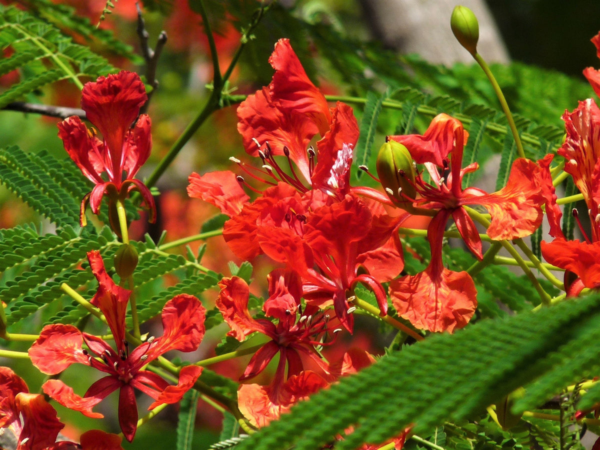 10 semillas de AVE ROJA DEL PARAÍSO Caesalpinia Pulcherrima, también conocida como Orgullo de Barbados, Poinciana enana, flor de pavo real