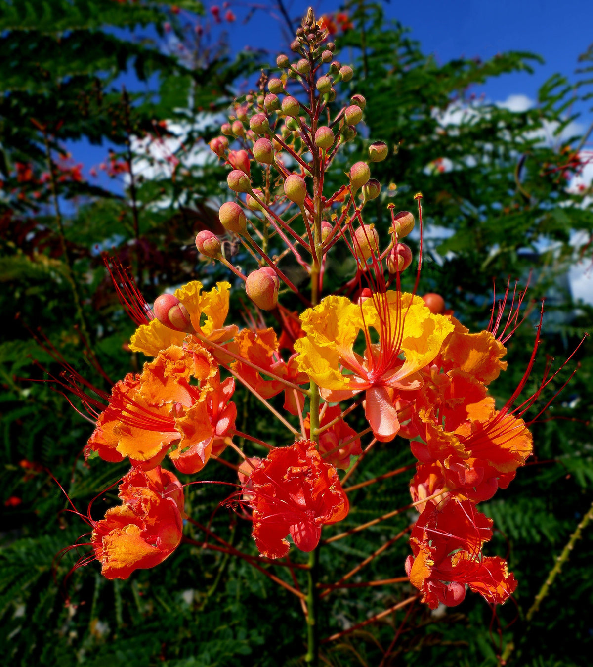 10 semillas de AVE ROJA DEL PARAÍSO Caesalpinia Pulcherrima, también conocida como Orgullo de Barbados, Poinciana enana, flor de pavo real