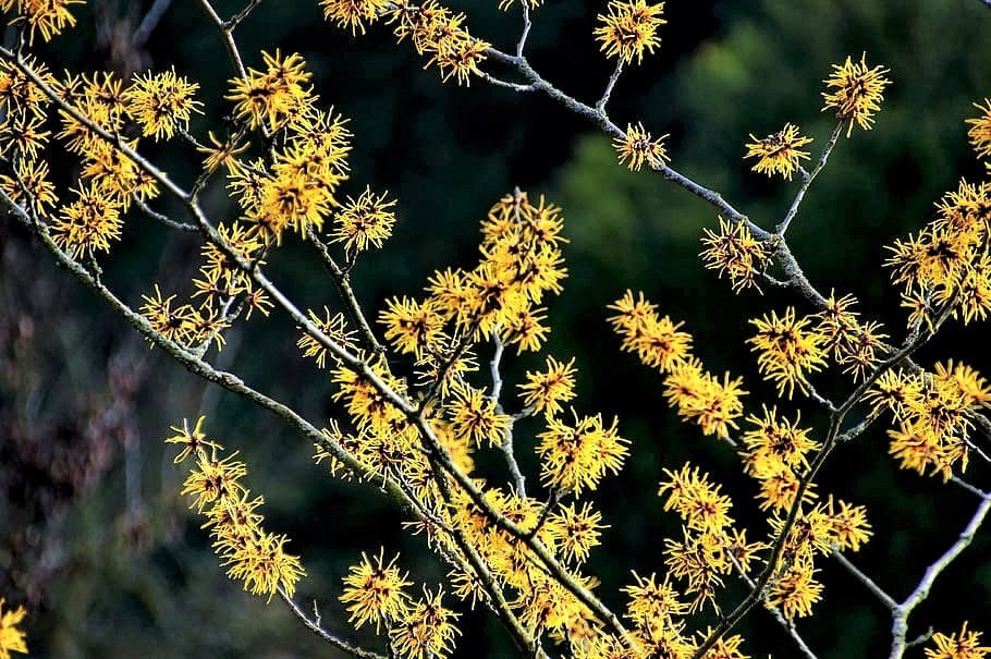 25 semillas de hamamelis virginiana, arbusto de aliso, flor amarilla.