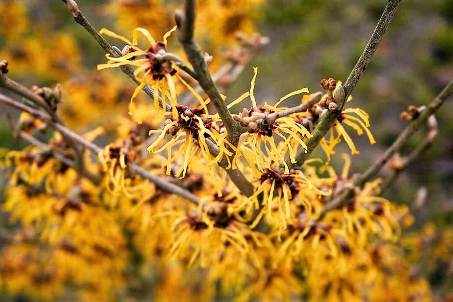 25 semillas de hamamelis virginiana, arbusto de aliso, flor amarilla.