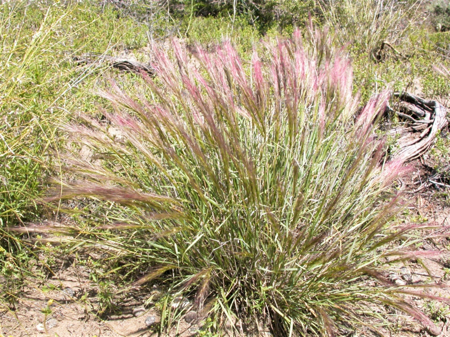 300 Semillas ornamentales de cola de ardilla de Bottlebrush, Elymus Elymoides syn Sitanion Hystrix Red Plume Squirrel Tail