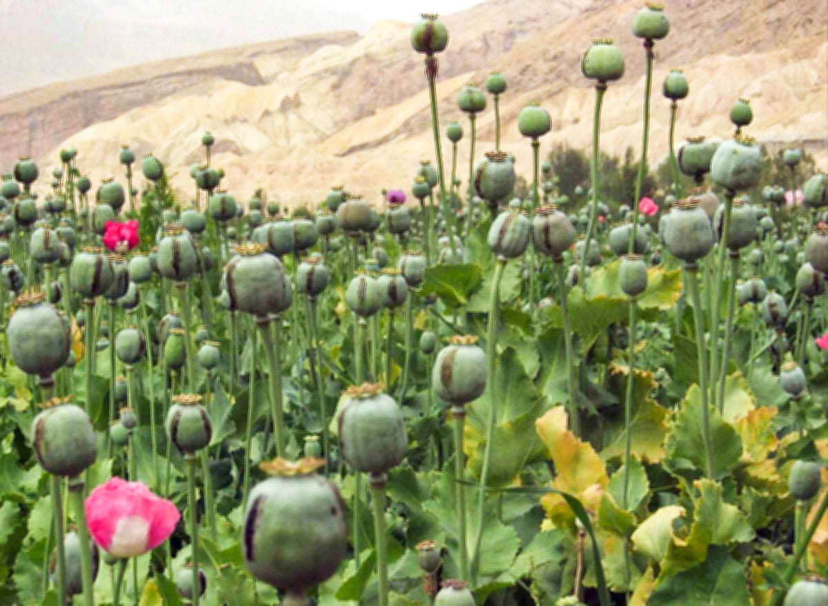 250 AFGHAN Blue POPPY Mixed Colors Papaver Somniferum Pink Purple White Flower Seeds