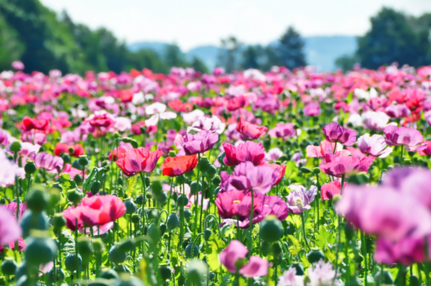 250 semillas de amapola azul afgana, colores mixtos, papaver somniferum, flores rosadas, moradas y blancas