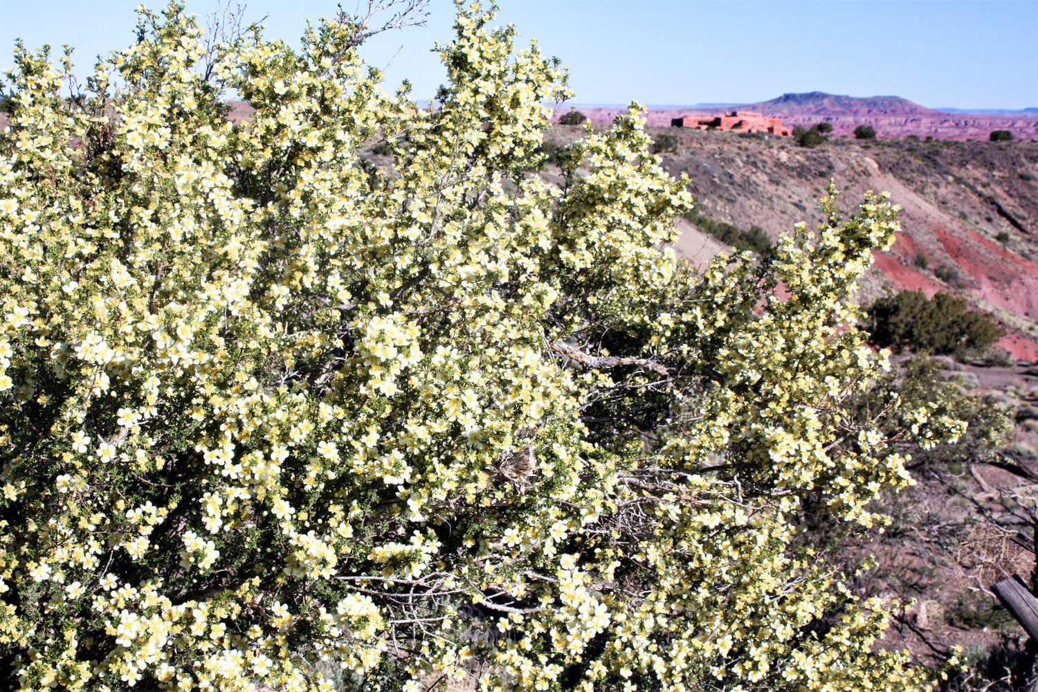 40 STANSBURY CLIFFROSE Purshia Stansburiana Cliff Rose Arbusto nativo del desierto Semillas de flores blancas y amarillas