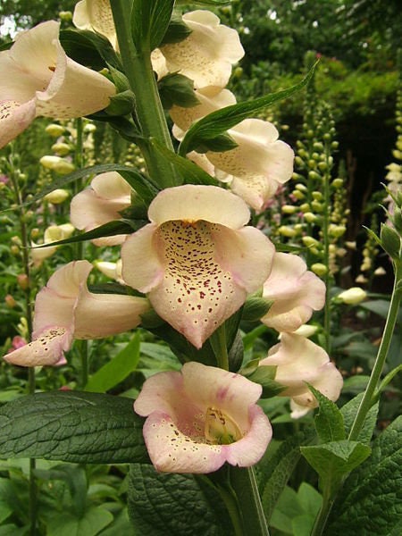 250 semillas de flores de dedal de albaricoque (Digiitalis purpurea)