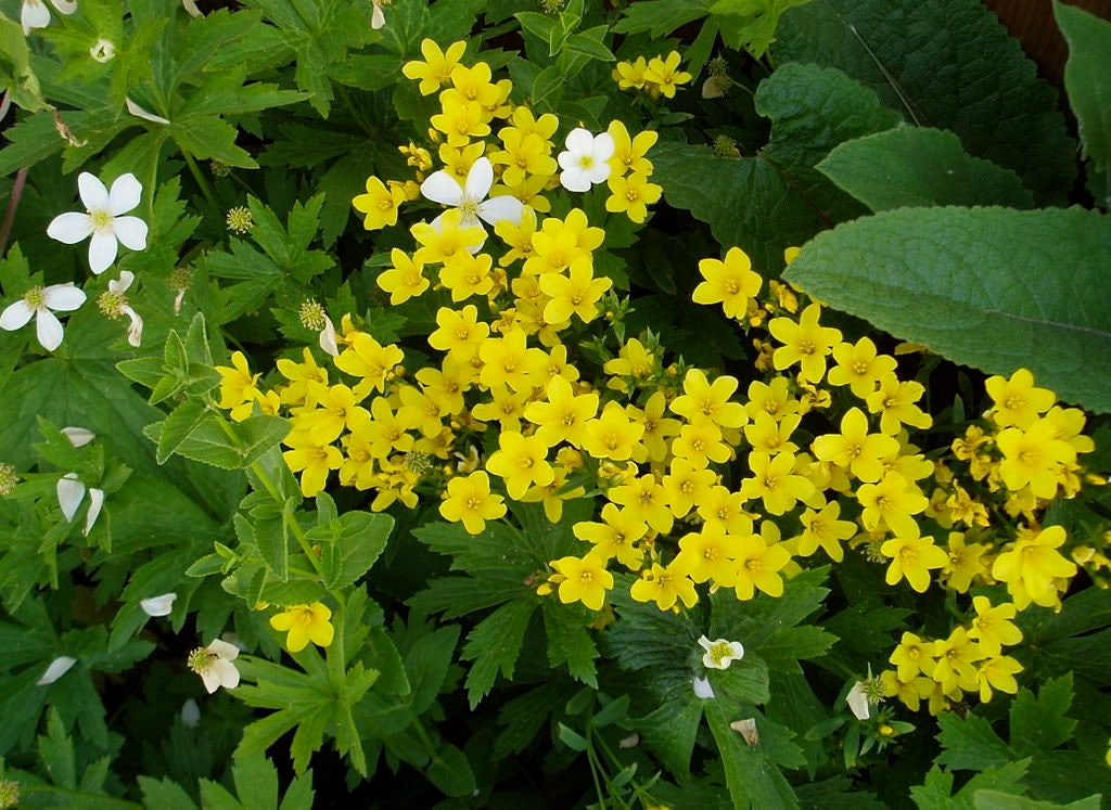 500 Organic GOLDEN FLAX Yellow Linseed Common Linum Flavum Flower Seeds