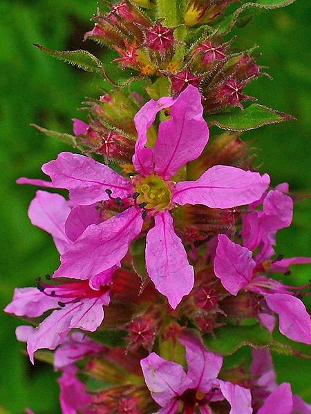 1000 PINK WINGED LOOSESTRIFE Lythrum Alatum Flower Seeds