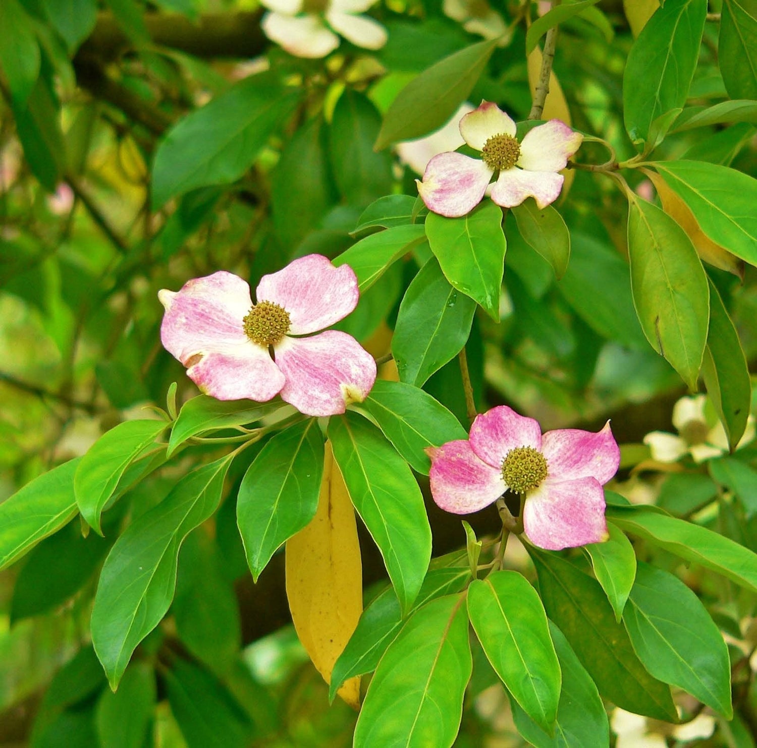 5 Semillas de árboles de flores ornamentales de Cornus Capitata Angustata Kousa de MADERA ROSA
