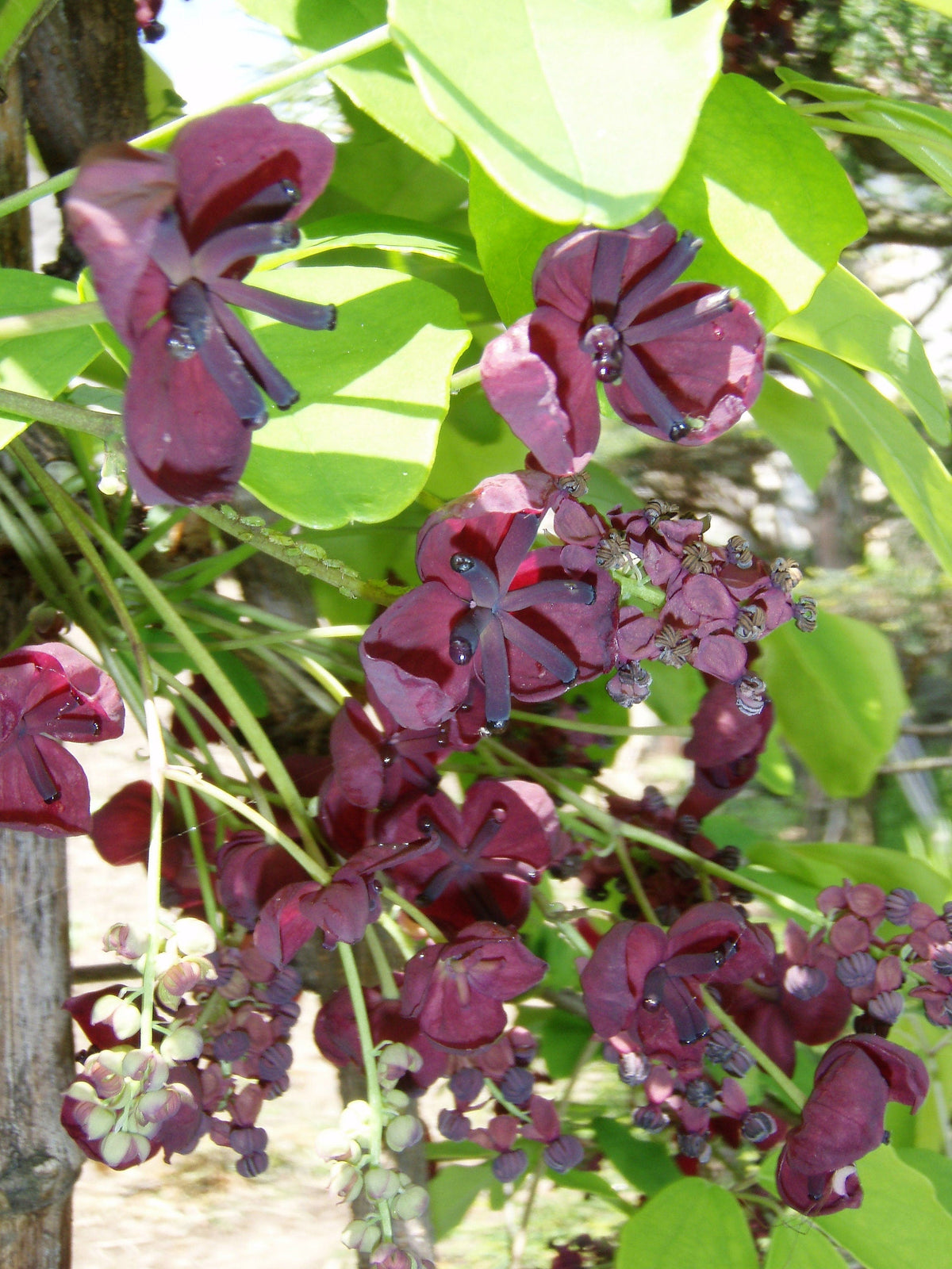 100-1000 semillas de flores fragantes de Akebia quinata, fruto comestible de CHOCOLATE VINE a granel