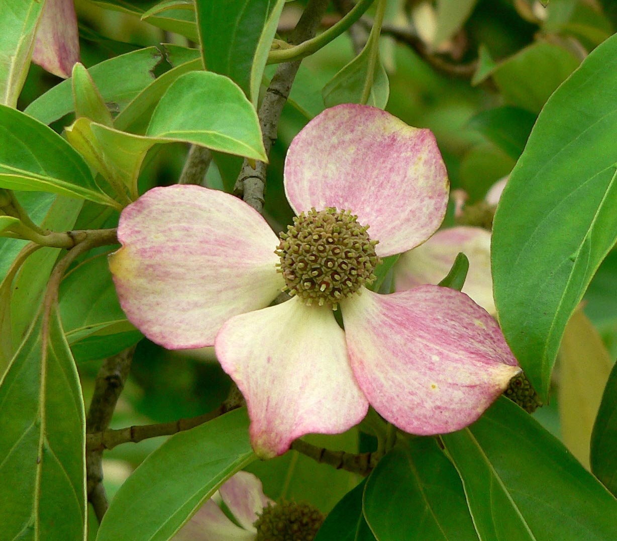 5 Semillas de árboles de flores ornamentales de Cornus Capitata Angustata Kousa de MADERA ROSA