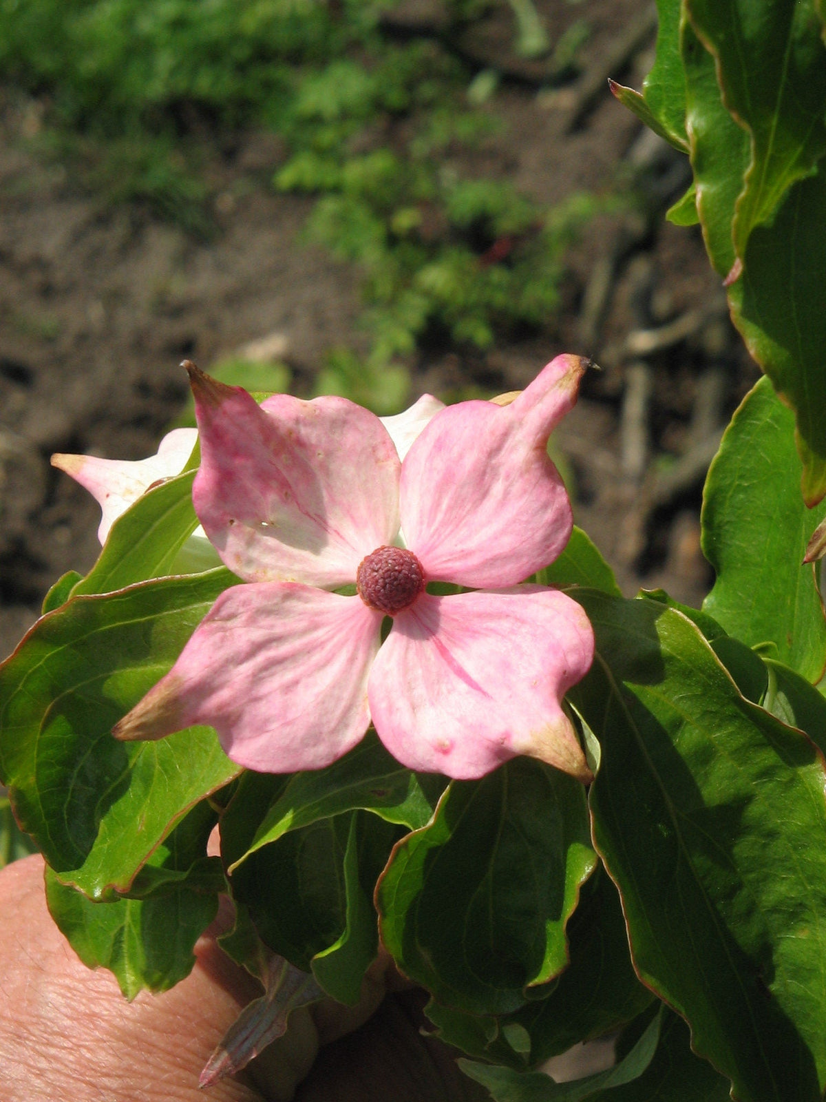 5 Semillas de árboles de flores ornamentales de Cornus Capitata Angustata Kousa de MADERA ROSA