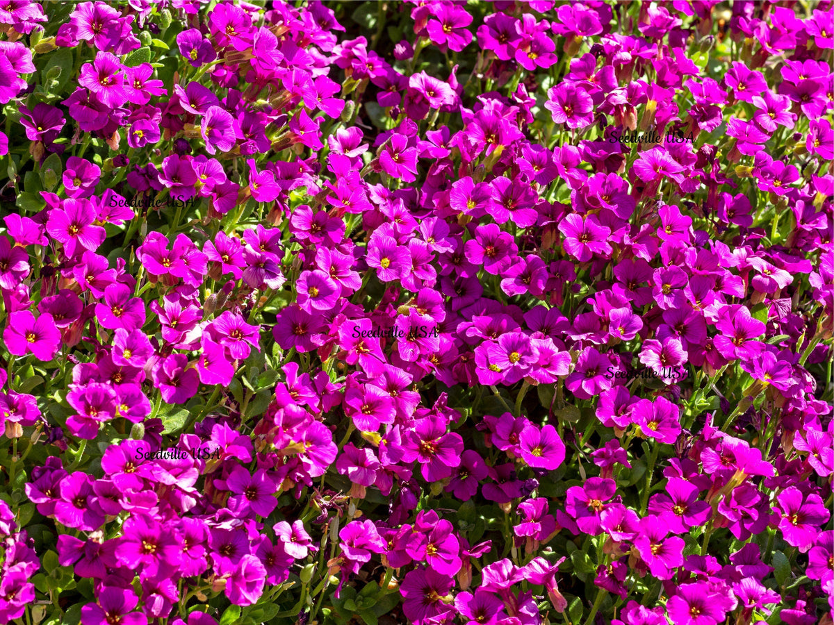 400 RAINBOW ROCKCRESS Rock Cress Large Flowered Aubrieta Cultorum Flower Seeds
