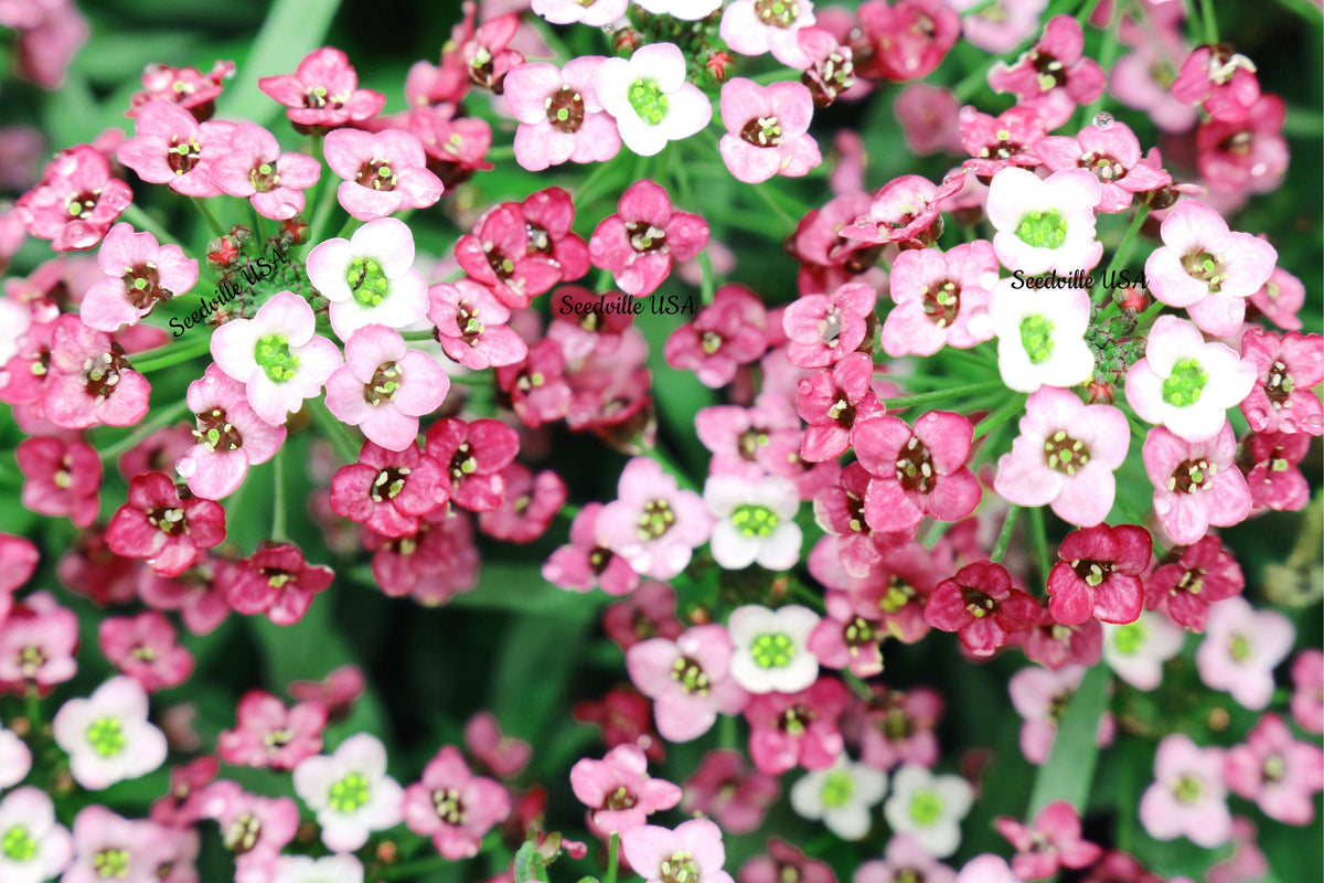 400 RAINBOW ROCKCRESS Rock Cress Large Flowered Aubrieta Cultorum Flower Seeds