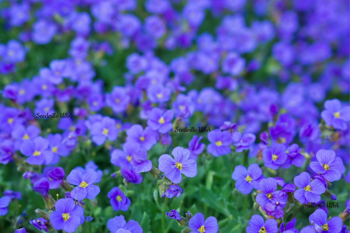 400 RAINBOW ROCKCRESS Rock Cress Large Flowered Aubrieta Cultorum Flower Seeds