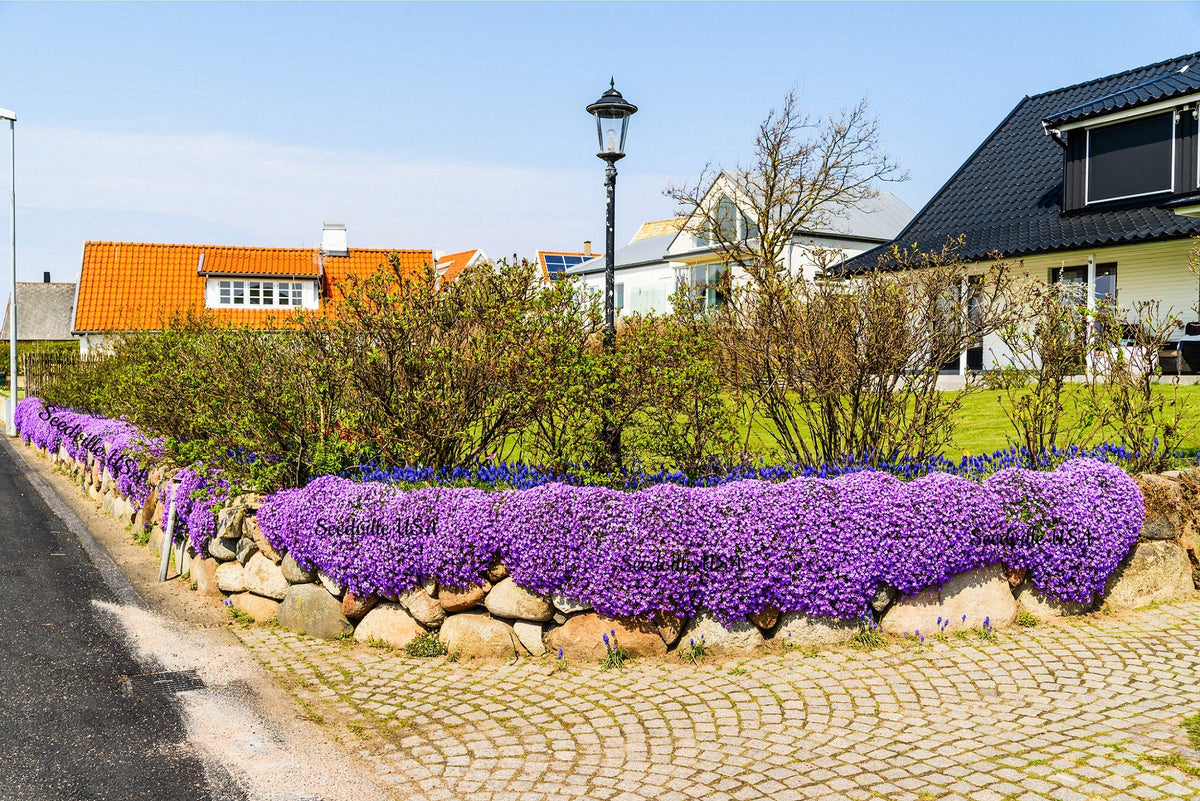 400 RAINBOW ROCKCRESS Rock Cress Large Flowered Aubrieta Cultorum Flower Seeds