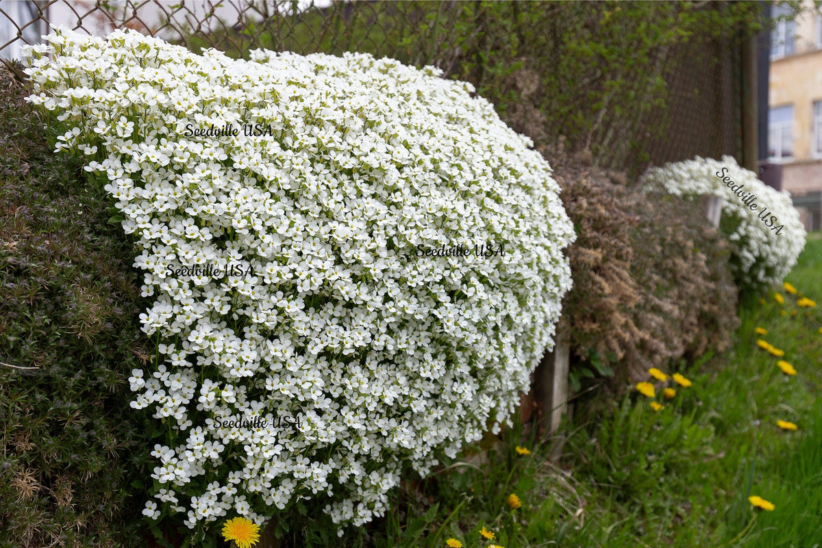 400 RAINBOW ROCKCRESS Rock Cress Large Flowered Aubrieta Cultorum Flower Seeds