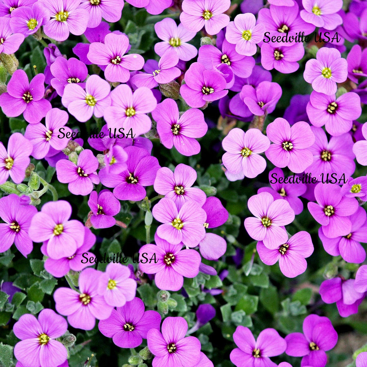 400 RAINBOW ROCKCRESS Rock Cress Large Flowered Aubrieta Cultorum Flower Seeds