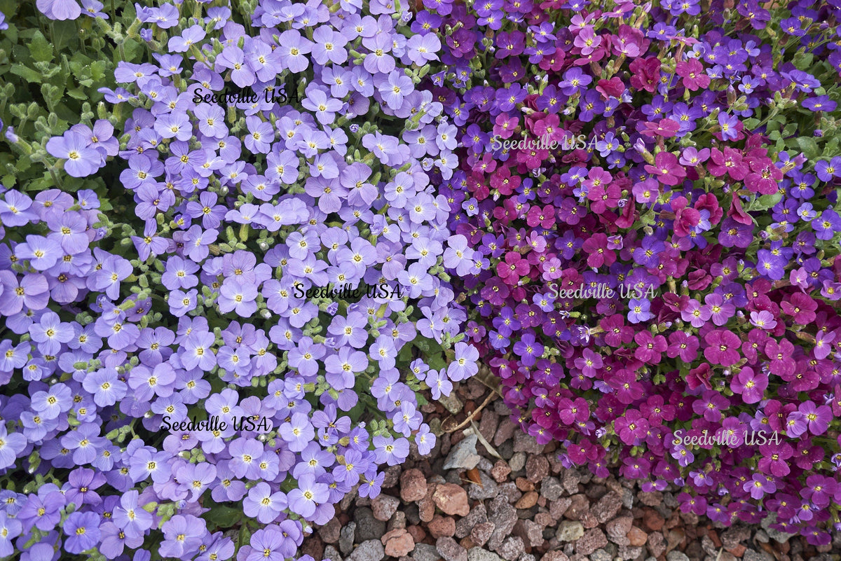 400 RAINBOW ROCKCRESS Rock Cress Large Flowered Aubrieta Cultorum Flower Seeds