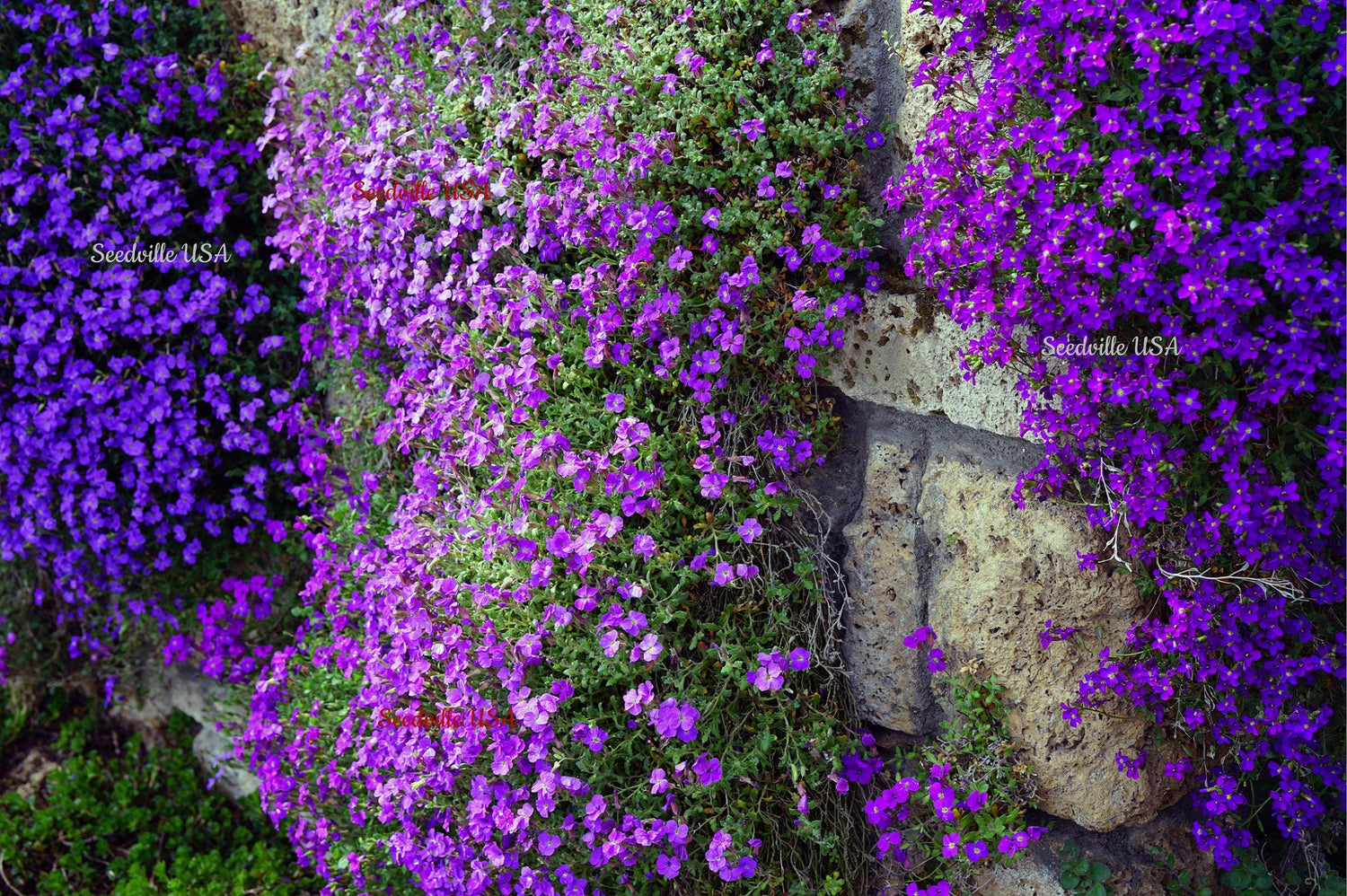 400 semillas de berro arcoíris de Aubrieta Cultorum, flores grandes