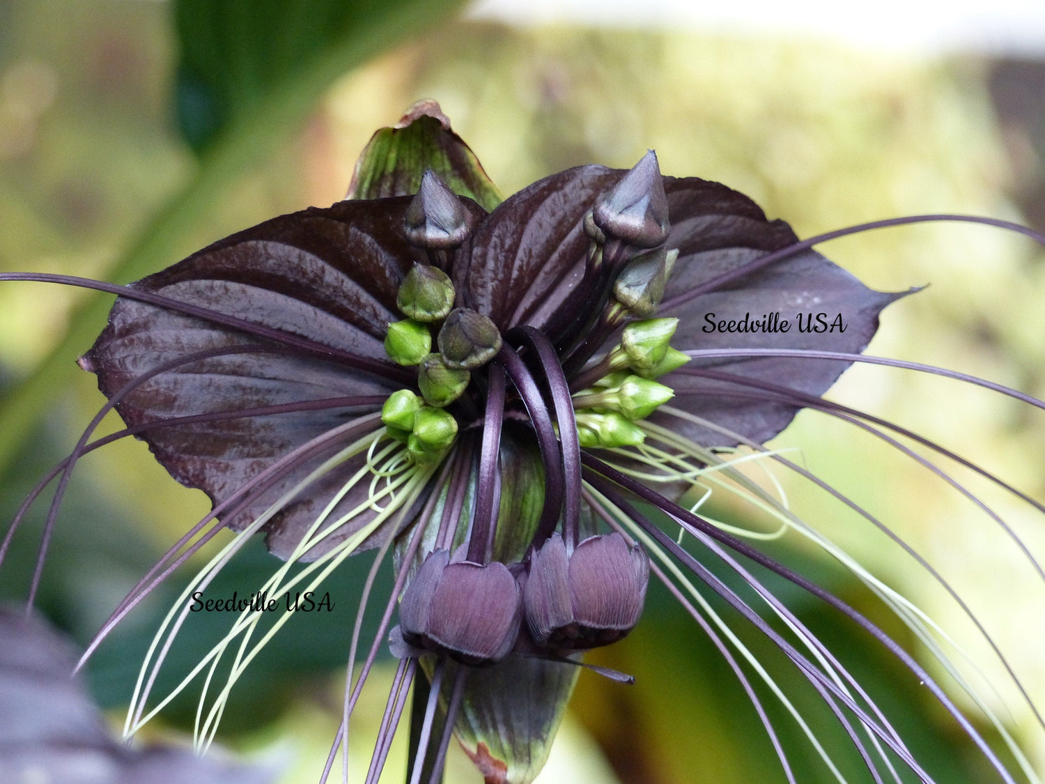 5 semillas de flor de murciélago negra (flor de bigotes de gato/flor del diablo) Tacca Chantrieri