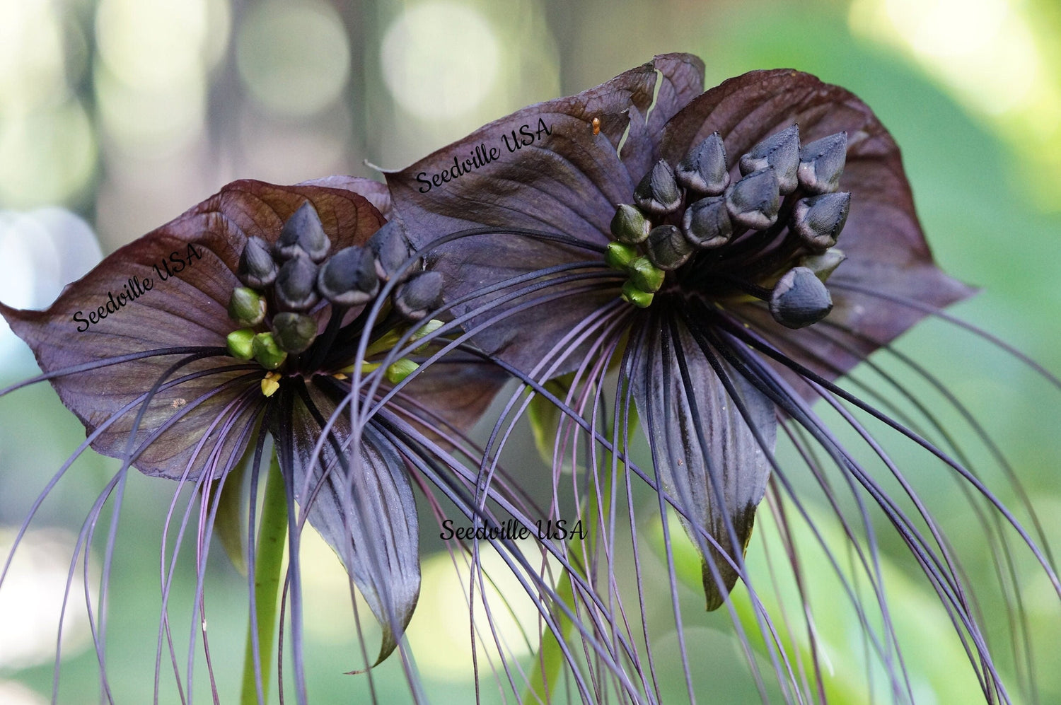 5 semillas de flor de murciélago negra (flor de bigotes de gato/flor del diablo) Tacca Chantrieri