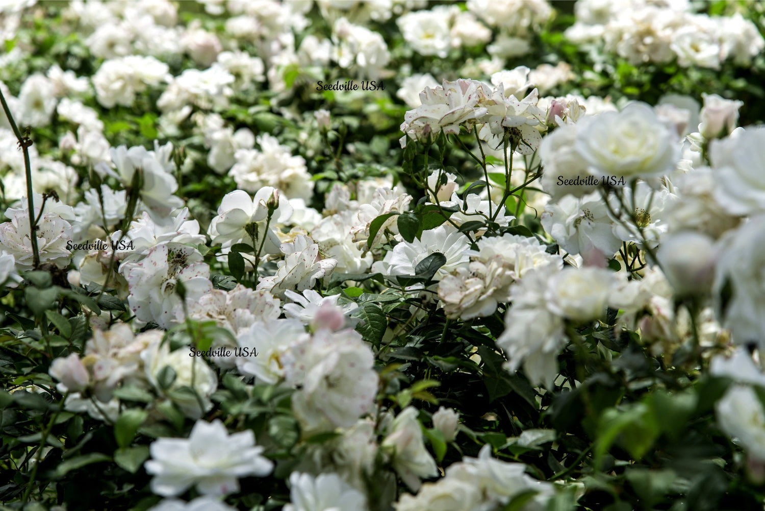 5 semillas de rosa blanca, arbusto perenne