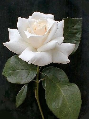 5 semillas de rosa blanca, arbusto perenne