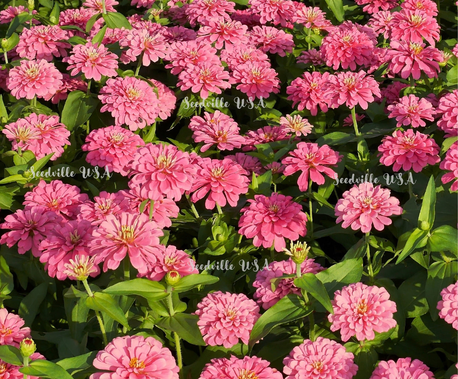 250 semillas de flores de ZINNIA ROSA LUMINOSA Elegans