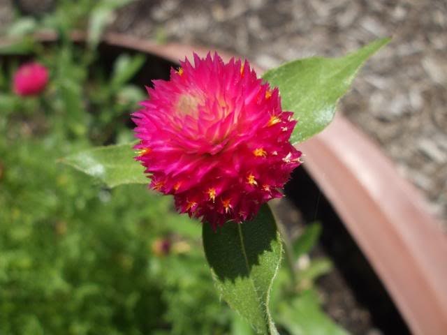 50 GLOBE AMARANTH MIX Gomphrena Globosa Semillas de flores de amaranto de colores mixtos