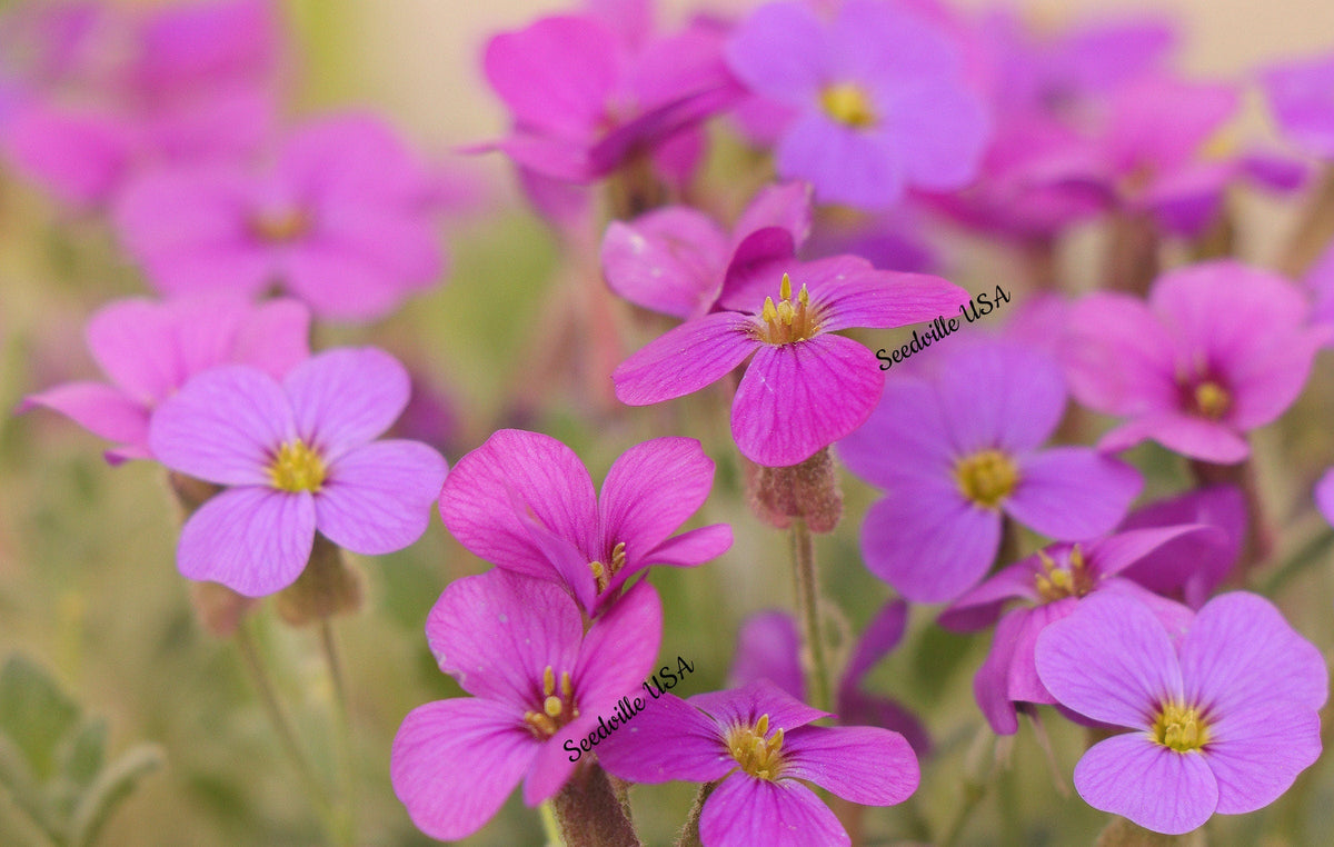 150 semillas de mezcla de flores de berro de roca Arabis Arendsii con encanto de primavera