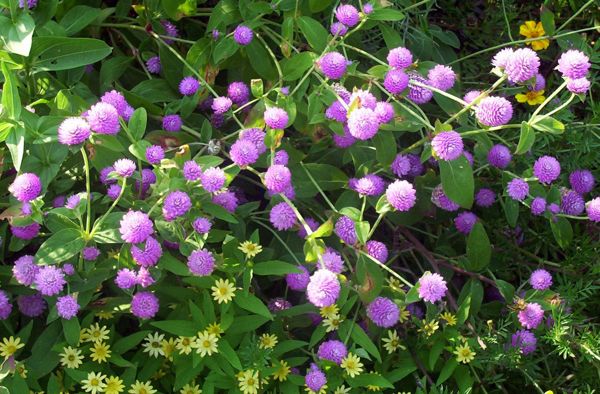 50 GLOBE AMARANTH MIX Gomphrena Globosa Semillas de flores de amaranto de colores mixtos