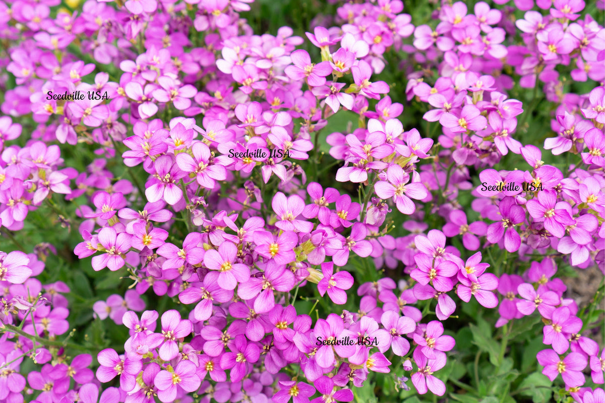 150 semillas de mezcla de flores de berro de roca Arabis Arendsii con encanto de primavera