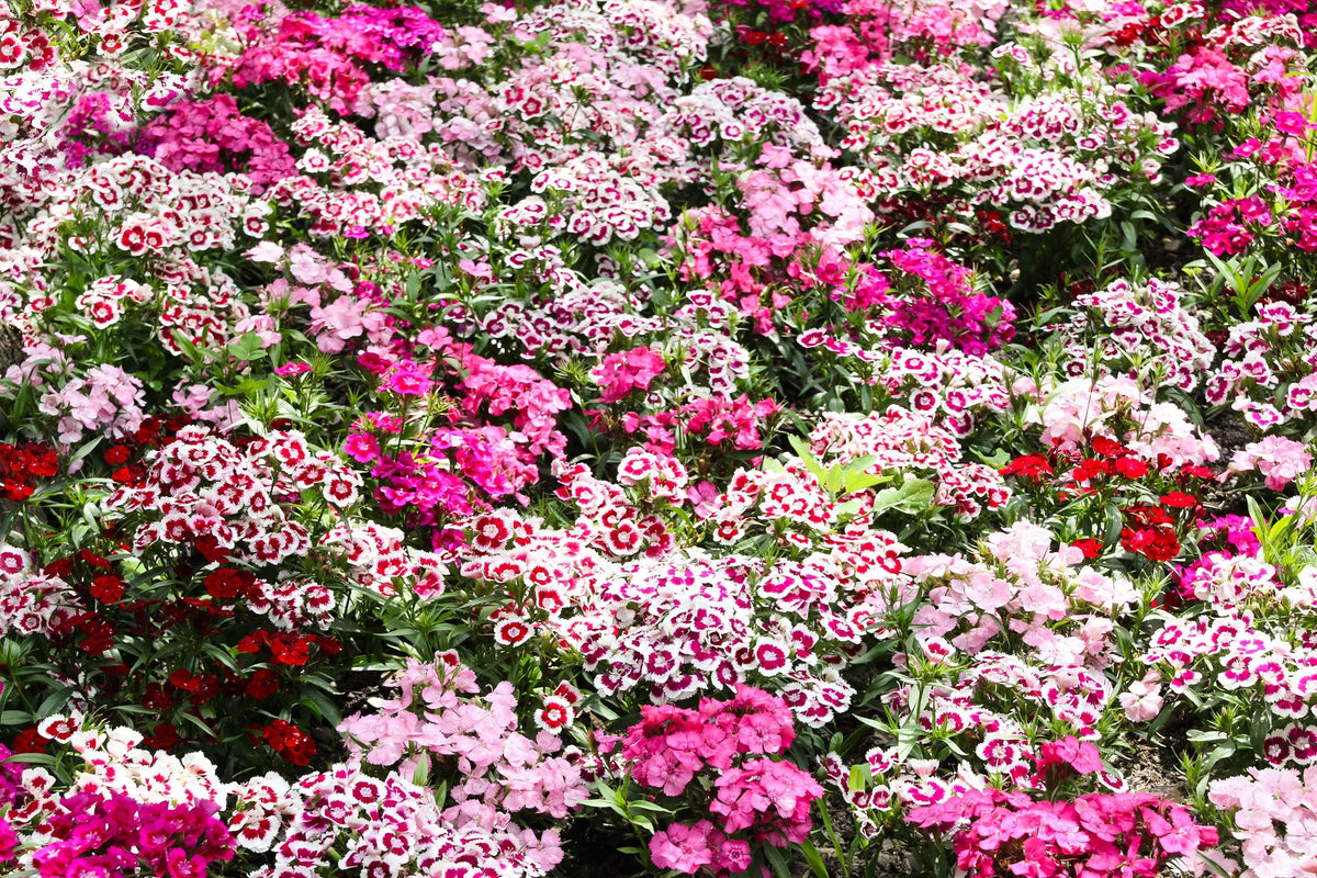 500 colores mixtos SWEET WILLIAM Dianthus Barbatus mezcla de colores rojo blanco rosa semillas de flores bicolores