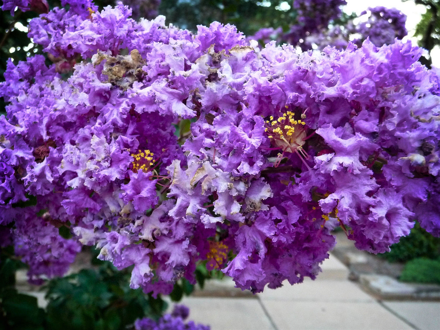 35 semillas de mirto crepe morado, Lagerstroemia Indica, arbusto floreciente, árbol pequeño