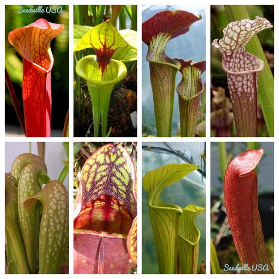 10 semillas de planta de jarra mixta Sarracenia carnívora de flores rojas, moradas, amarillas y blancas