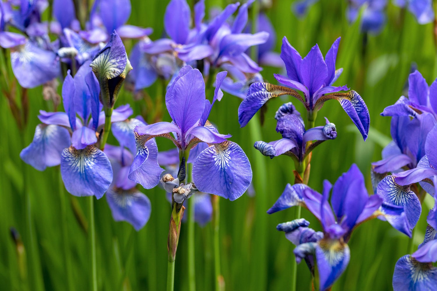 25 semillas de iris versicolor (suelo seco-húmedo) nativo púrpura amarillo blanco fragante