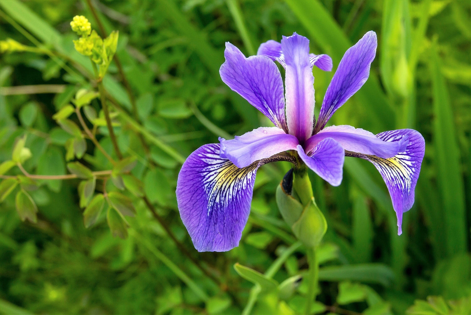 25 semillas de iris versicolor (suelo seco-húmedo) nativo púrpura amarillo blanco fragante