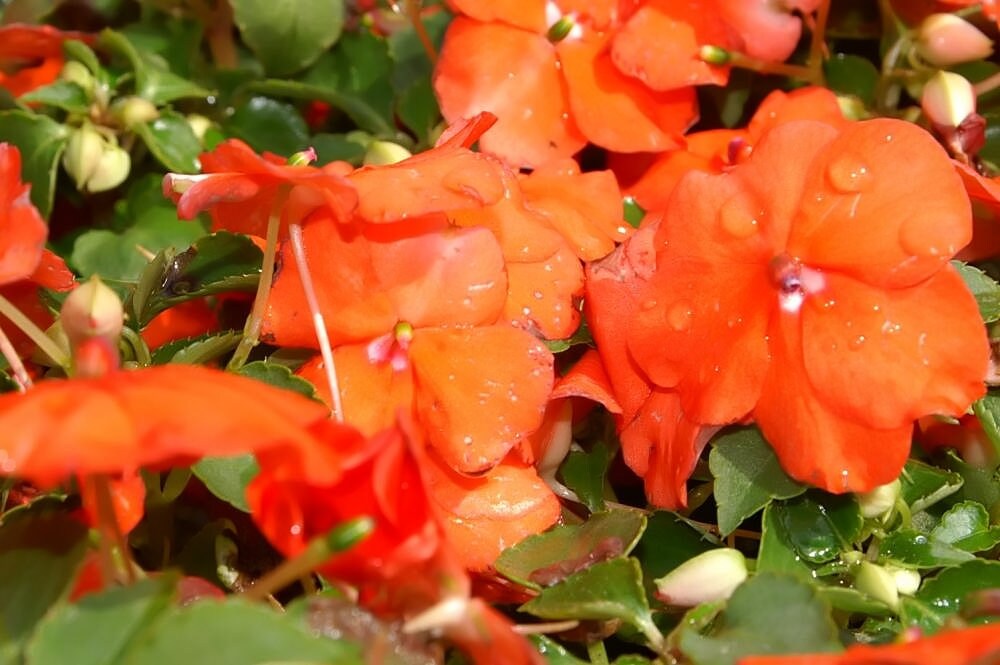 50 semillas de flores de IMPATIENS ENANAS de color naranja Walleriana, que pueden florecer al sol o a plena sombra.