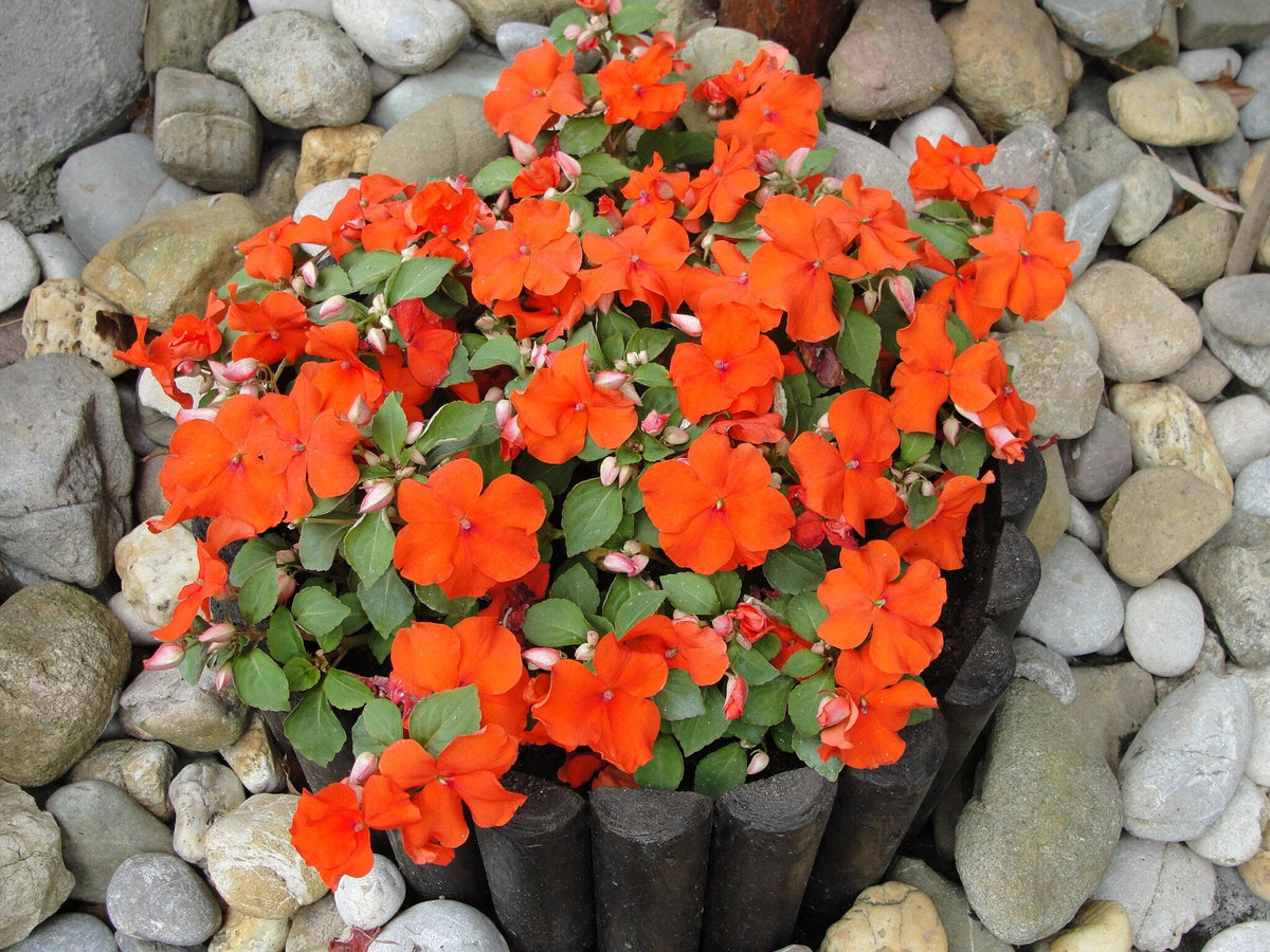 50 semillas de flores de IMPATIENS ENANAS de color naranja Walleriana, que pueden florecer al sol o a plena sombra.