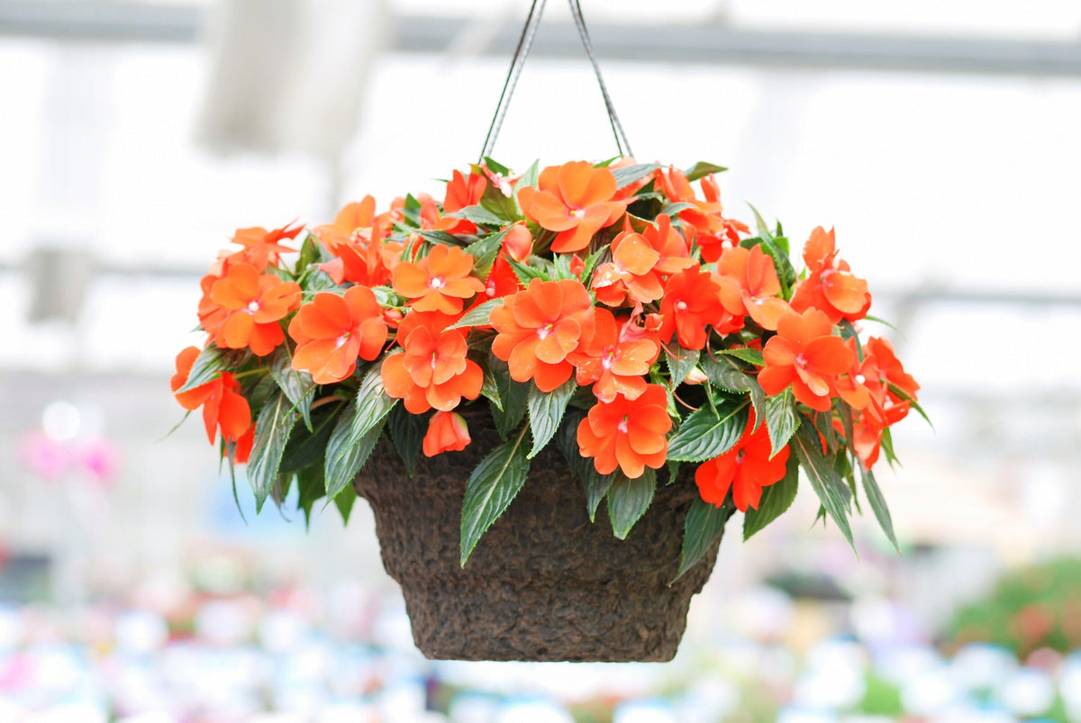 50 semillas de flores de IMPATIENS ENANAS de color naranja Walleriana, que pueden florecer al sol o a plena sombra.
