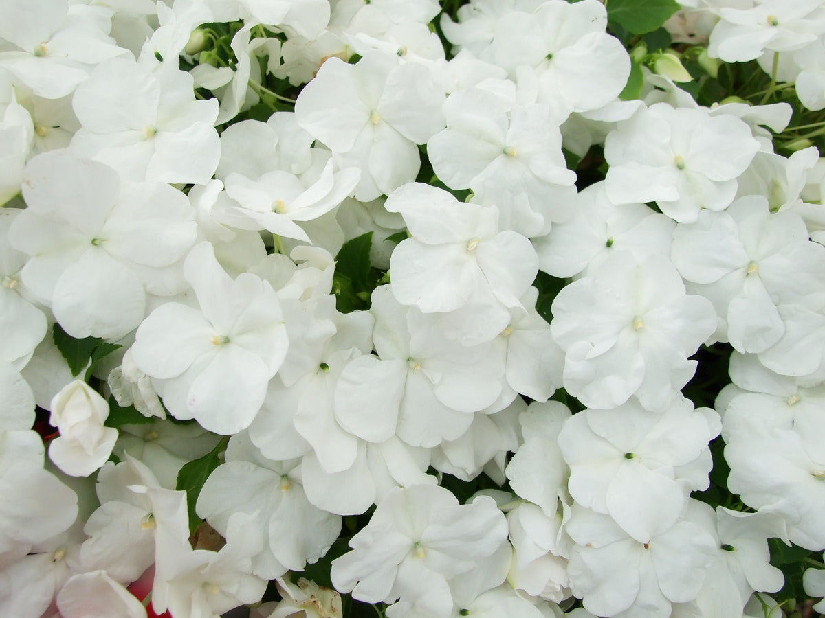 50 semillas de flores de IMPATIENS BLANCAS ENANAS Walleriana, para sol o sombra total