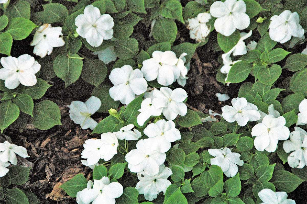 50 semillas de flores de IMPATIENS BLANCAS ENANAS Walleriana, para sol o sombra total
