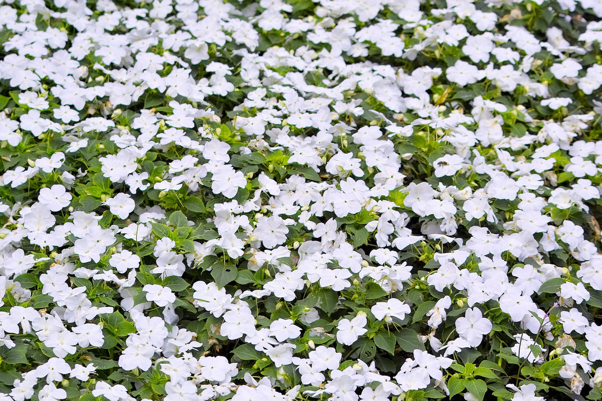 50 semillas de flores de IMPATIENS BLANCAS ENANAS Walleriana, para sol o sombra total